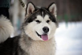 2016-11-20 14.01.13.jpg (212.68 КБ, Просмотров: 3390) 2016-11-20 14.01.13.jpg