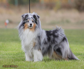 Шелти.jpg (118.34 КБ, Просмотров: 5428) Шелти.jpg