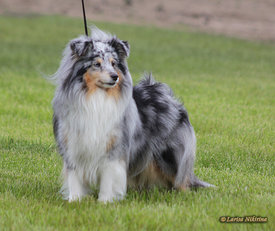 Шелти2.jpg (138.76 КБ, Просмотров: 5433) Шелти2.jpg