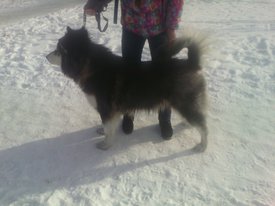 A2ShIT0klGg.jpg (148.74 КБ, Просмотров: 3954) A2ShIT0klGg.jpg