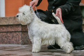 Маршал.JPG (84.48 КБ, Просмотров: 1919) Маршал.JPG