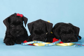 Ш1.jpg (70.9 КБ, Просмотров: 33342) Ш1.jpg