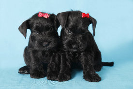 Ш2.jpg (78.83 КБ, Просмотров: 32970) Ш2.jpg