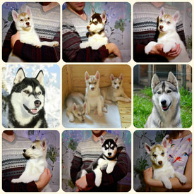 00000000.jpg (244.13 КБ, Просмотров: 2725) 00000000.jpg