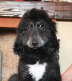 IMG_8268_1.jpg (76.9 КБ, Просмотров: 1544) IMG_8268_1.jpg