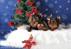 1s.jpg (591.2 КБ, Просмотров: 2914) 1s.jpg