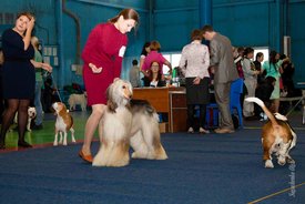 IMG_4086.jpg (124.49 КБ, Просмотров: 10318) IMG_4086.jpg