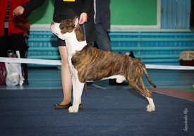 IMG_4150.jpg (99.9 КБ, Просмотров: 10451) IMG_4150.jpg