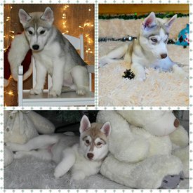 000000.jpg (74.74 КБ, Просмотров: 1703) 000000.jpg