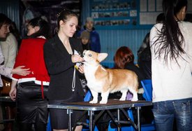 IMG_4243-2.jpg (115.68 КБ, Просмотров: 10447) IMG_4243-2.jpg