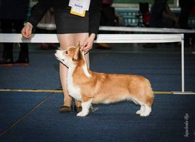 IMG_4265-2.jpg (87.57 КБ, Просмотров: 10444) IMG_4265-2.jpg