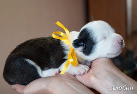 Алабор4.jpg (389.01 КБ, Просмотров: 1583) Алабор4.jpg