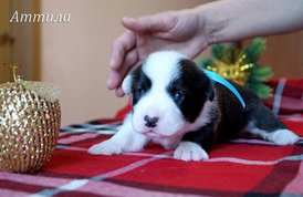 Аттила5.jpg (482.96 КБ, Просмотров: 1583) Аттила5.jpg