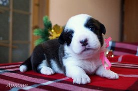 Аркона1.jpg (554.85 КБ, Просмотров: 1695) Аркона1.jpg