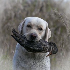 5WFQTMfFGVA.jpg (141.38 КБ, Просмотров: 3634) 5WFQTMfFGVA.jpg