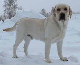 рома.jpg (214.01 КБ, Просмотров: 3639) рома.jpg