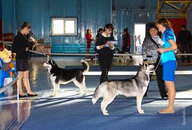 IMG_4547.jpg (151.24 КБ, Просмотров: 10449) IMG_4547.jpg