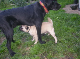 2gQmd0gf.jpg (63.1 КБ, Просмотров: 6354) 2gQmd0gf.jpg