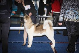 IMG_4631.jpg (122.41 КБ, Просмотров: 10324) IMG_4631.jpg