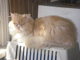 IA4wMq8D.jpg (38.83 КБ, Просмотров: 5945) IA4wMq8D.jpg