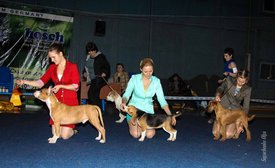 IMG_4703.jpg (135.97 КБ, Просмотров: 10295) IMG_4703.jpg