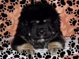 FB83AA32-9E41-477E-BCF3-9F6FD7463C51.jpg (178.29 КБ, Просмотров: 1238) FB83AA32-9E41-477E-BCF3-9F6FD7463C51.jpg