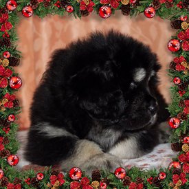 3035C26D-69E8-40BD-A9CC-46F42AE4DA41.jpg (247.63 КБ, Просмотров: 1238) 3035C26D-69E8-40BD-A9CC-46F42AE4DA41.jpg