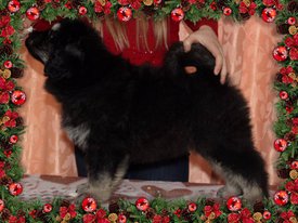 962797CB-1EDD-48DF-8546-DAA3FF50024C.jpg (157.29 КБ, Просмотров: 1238) 962797CB-1EDD-48DF-8546-DAA3FF50024C.jpg