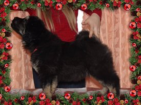 37225BE8-3158-45B3-85B7-44E2A4BA9DD7.jpg (196.13 КБ, Просмотров: 1238) 37225BE8-3158-45B3-85B7-44E2A4BA9DD7.jpg