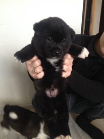 IMG-20170205-WA00051.jpg (92.84 КБ, Просмотров: 2649) IMG-20170205-WA00051.jpg