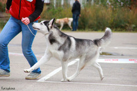 KAT_2501.jpg (131.75 КБ, Просмотров: 8601) KAT_2501.jpg