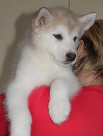 C3Ul5j3K1K0.jpg (119.79 КБ, Просмотров: 1224) C3Ul5j3K1K0.jpg