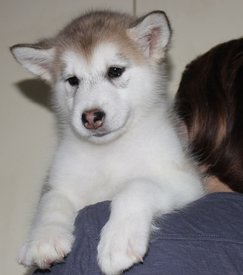 Q-A-Gf0JSFM.jpg (133.16 КБ, Просмотров: 1225) Q-A-Gf0JSFM.jpg