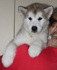 rJr9l-HE5GU.jpg (129.32 КБ, Просмотров: 1225) rJr9l-HE5GU.jpg