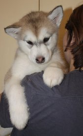 UAFTRUEdaw8.jpg (94.36 КБ, Просмотров: 1224) UAFTRUEdaw8.jpg