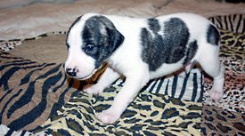 Пятнышко1.jpg (800.53 КБ, Просмотров: 2454) Пятнышко1.jpg