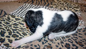 Бугай3.jpg (856.87 КБ, Просмотров: 2454) Бугай3.jpg