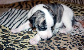 Дева2.jpg (782.76 КБ, Просмотров: 2454) Дева2.jpg