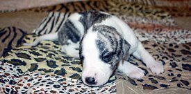 Кудряшка сью2.jpg (708.74 КБ, Просмотров: 2454) Кудряшка сью2.jpg