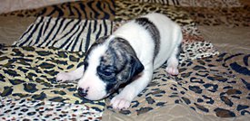 Малышка1.jpg (725.88 КБ, Просмотров: 2454) Малышка1.jpg