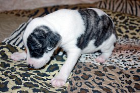 Парад планет1.jpg (935.16 КБ, Просмотров: 2454) Парад планет1.jpg