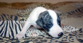 Пешка1.jpg (693.4 КБ, Просмотров: 2454) Пешка1.jpg