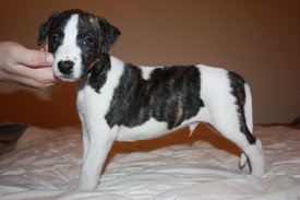 Image11.jpg (630.22 КБ, Просмотров: 2412) Image11.jpg