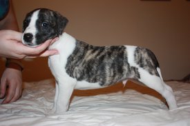 Image21.jpg (656.08 КБ, Просмотров: 2412) Image21.jpg