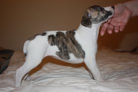 Image31.jpg (616.43 КБ, Просмотров: 2412) Image31.jpg