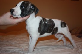 Image41.jpg (601.71 КБ, Просмотров: 2412) Image41.jpg