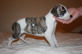 Image51.jpg (592.71 КБ, Просмотров: 2412) Image51.jpg