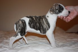 Image61.jpg (602.46 КБ, Просмотров: 2412) Image61.jpg