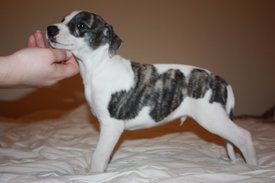 Image71.jpg (582.87 КБ, Просмотров: 2412) Image71.jpg