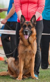 image-0-02-05-fbcf6d40b5ba099af9f415154ccc239b607380ea6e8618348ae72ea6ce1a8b27-V.jpg (89.37 КБ, Просмотров: 1355) image-0-02-05-fbcf6d40b5ba099af9f415154ccc239b607380ea6e8618348ae72ea6ce1a8b27-V.jpg